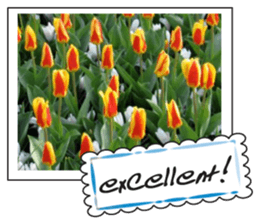 Beautiful Tulips sticker #14811707