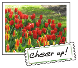 Beautiful Tulips sticker #14811708