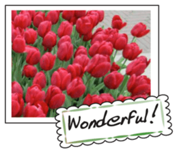 Beautiful Tulips sticker #14811710