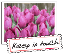 Beautiful Tulips sticker #14811711