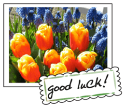 Beautiful Tulips sticker #14811713