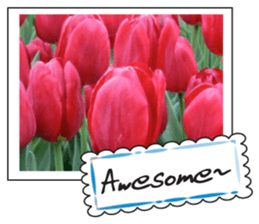 Beautiful Tulips sticker #14811714