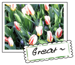 Beautiful Tulips sticker #14811715