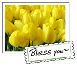 Beautiful Tulips sticker #14811717