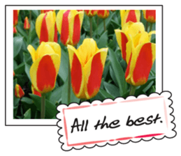 Beautiful Tulips sticker #14811720