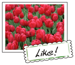 Beautiful Tulips sticker #14811721