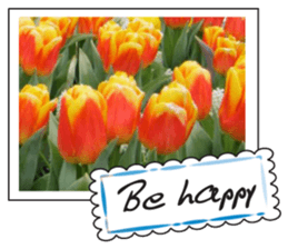 Beautiful Tulips sticker #14811723
