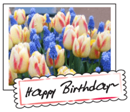 Beautiful Tulips sticker #14811726