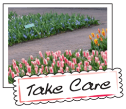 Beautiful Tulips sticker #14811728