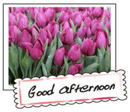 Beautiful Tulips sticker #14811730