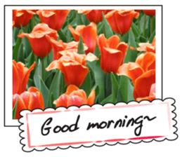Beautiful Tulips sticker #14811731