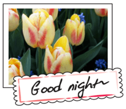 Beautiful Tulips sticker #14811732