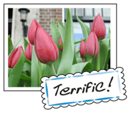 Beautiful Tulips sticker #14811733