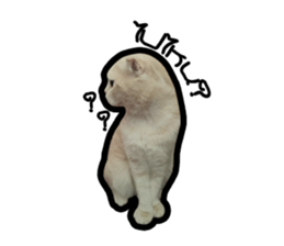 MeowZl sticker #14812529
