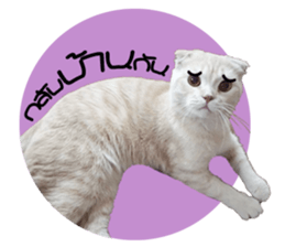 MeowZl sticker #14812530