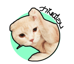 MeowZl sticker #14812532