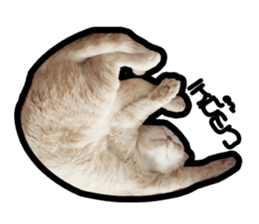 MeowZl sticker #14812533