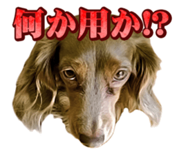Cute dog Robin-chan sticker #14813806