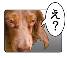 Cute dog Robin-chan sticker #14813808