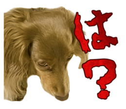 Cute dog Robin-chan sticker #14813809