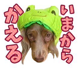 Cute dog Robin-chan sticker #14813813