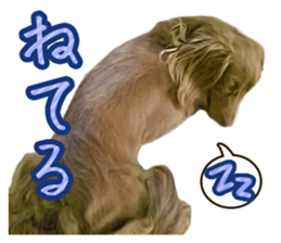 Cute dog Robin-chan sticker #14813815