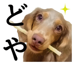 Cute dog Robin-chan sticker #14813817