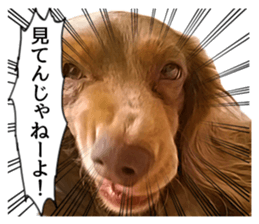 Cute dog Robin-chan sticker #14813821