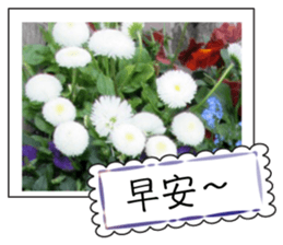 Flower photo greeting card (chinese) sticker #14820646