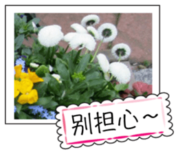 Flower photo greeting card (chinese) sticker #14820649
