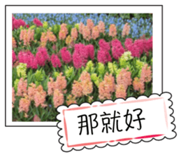 Flower photo greeting card (chinese) sticker #14820650