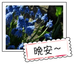 Flower photo greeting card (chinese) sticker #14820651