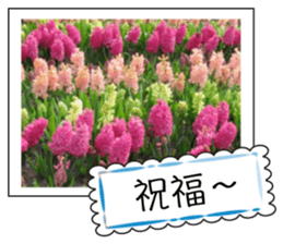 Flower photo greeting card (chinese) sticker #14820652