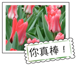 Flower photo greeting card (chinese) sticker #14820654