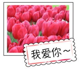 Flower photo greeting card (chinese) sticker #14820656