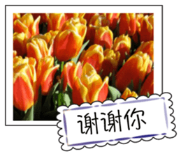 Flower photo greeting card (chinese) sticker #14820657