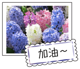 Flower photo greeting card (chinese) sticker #14820658