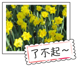 Flower photo greeting card (chinese) sticker #14820659