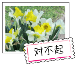 Flower photo greeting card (chinese) sticker #14820660