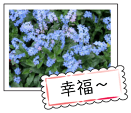 Flower photo greeting card (chinese) sticker #14820661