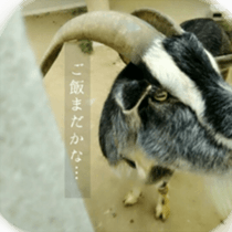 Animal photograph sticker sticker #14825983