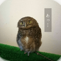 Animal photograph sticker sticker #14825992