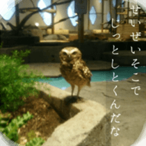 Animal photograph sticker sticker #14825996