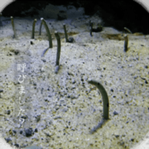 Animal photograph sticker sticker #14826003