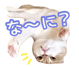 Cute Dogs and Cats Sticker sticker #14827696