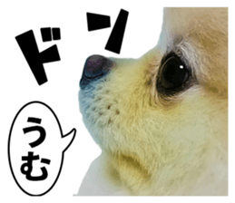 Cute Dogs and Cats Sticker sticker #14827697