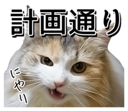 Cute Dogs and Cats Sticker sticker #14827698