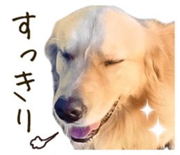 Cute Dogs and Cats Sticker sticker #14827699