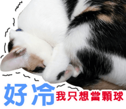 fate Cute cat sticker #14831103