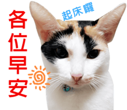 fate Cute cat sticker #14831104
